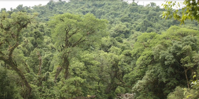 The lower zone of the Yungas has a climate from tropical to subtropical, rainy and cloudy.