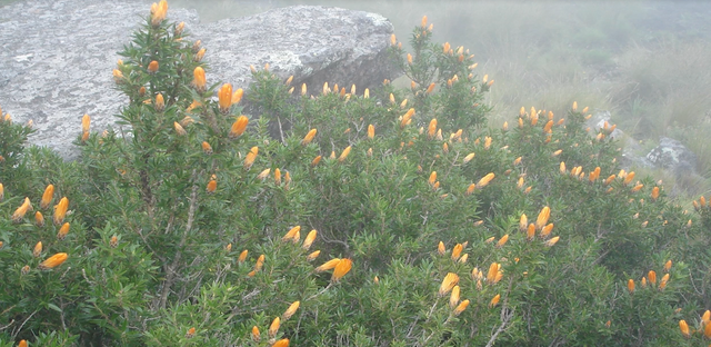 The typical thorny mountain bush with flowers.