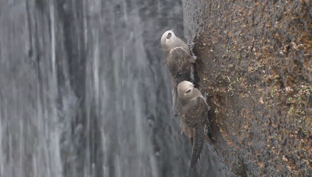 Swifts nest on the rocks behind the waterfalls.