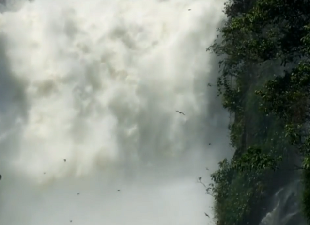 Acrobatic flights to locate the nests and rush across the water curtain of the Devil’s Throat.