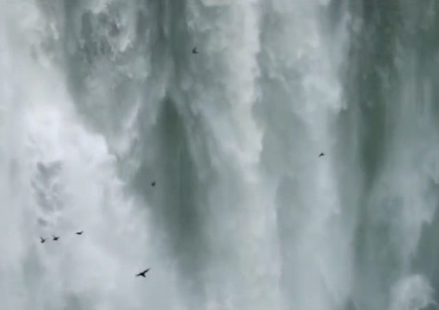 In the early morning the swifts leave the waterfalls to go hunting, to catch insects.