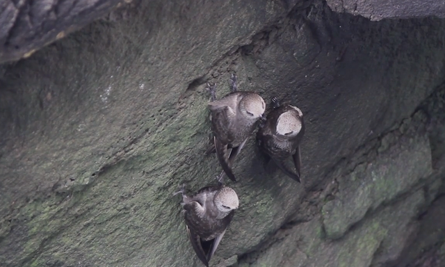 Swifts are not minimally disturbed by the noise of the Falls.