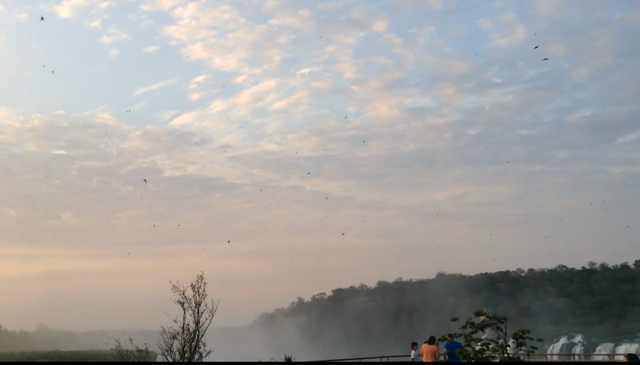 Lack of water upstream can pose a problem for swift habitat.