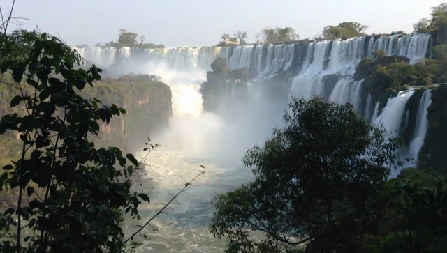 The greatest danger to their survival are the continuous dams that have been built in Brazilian territory on the upper part of the Iguazú river to regulate the water.