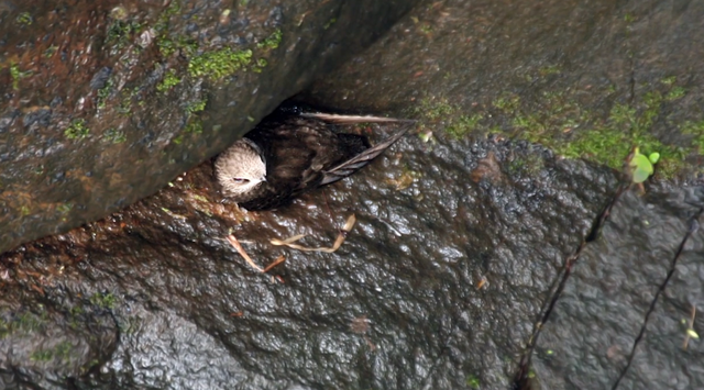 Despite the precariousness in the construction of their nests, many chicks manage to survive.