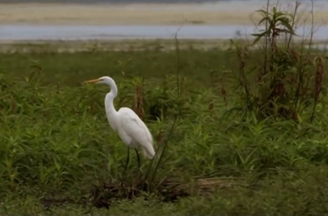 During the nesting season the Great Egret grows down on the back of the body. These down coats are soft and brittle in appearance. 