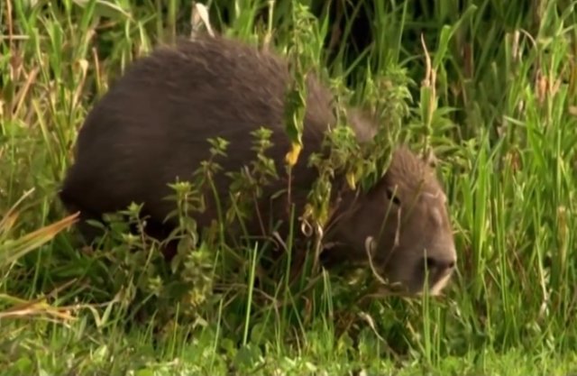 In the islands of the Paraná River and in the Esteros del Iberá there are important populations of capybaras. Its greatest activity is carried out in the morning or at sunset.