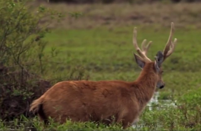 The Ciervo de los Pantanos is the largest autochthonous deer in South America, and in the Esteros del Iberá lives and protects the largest population in Argentina and the second largest on the planet after the Pantanal in Brazil.