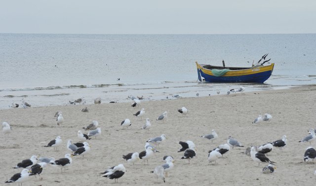 Boat and sea