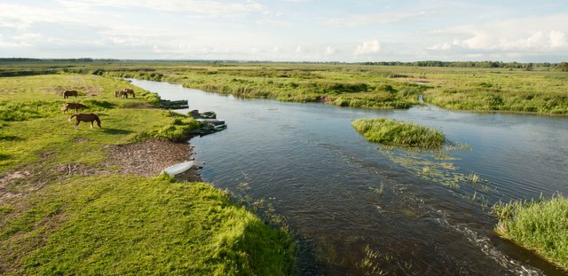 Narew River and horses