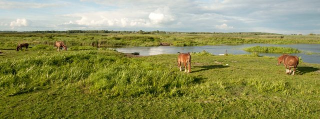 Narew River and horses