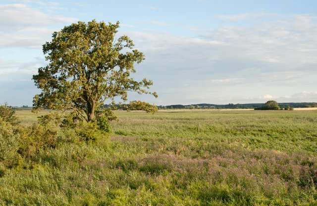 View from the footbridge