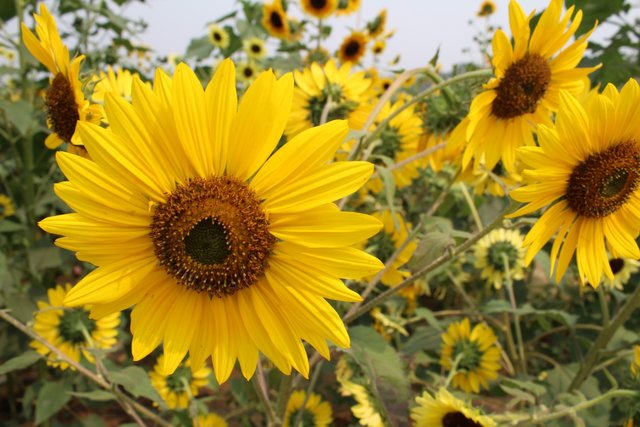 Sunflowers