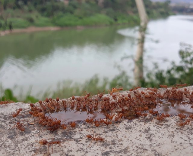 Did you know ants love coffee?