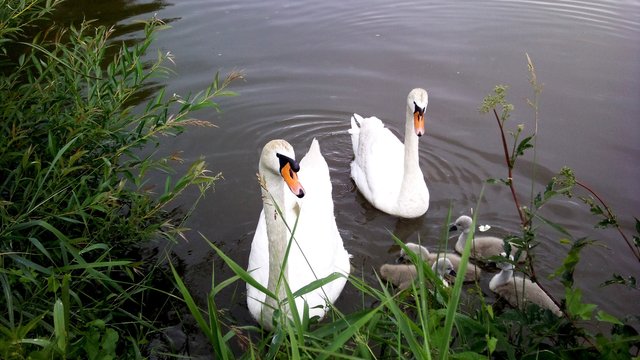 Swans on the Old Pond 02.jpg