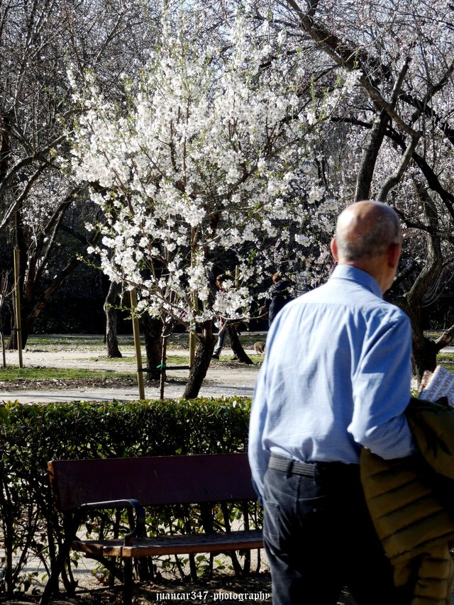 The early joy of cherry trees