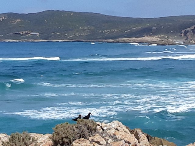 A pair of African Oystercatchers, zoomed in on my smart phone