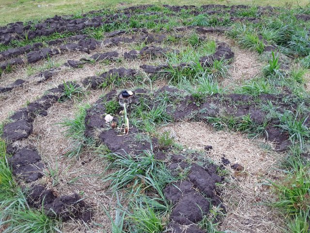 Labyrinth in the process of being carved out of the soil