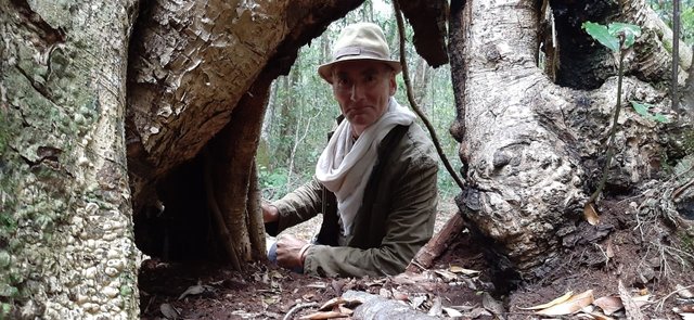 Knysna forest with indigenous trees make a healthy neighborhood for human and bees alike