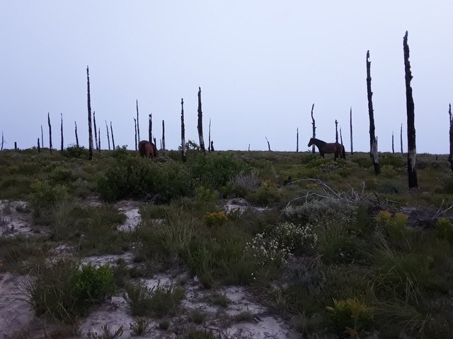 Misty cliffs on the south Cape coast with the fire horse