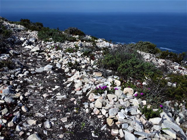 rugged rock hides the small and unassuming pink flowers