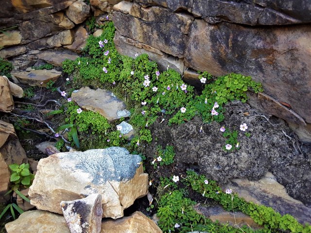 Another particularly delicate floral species on a rare clod of soil