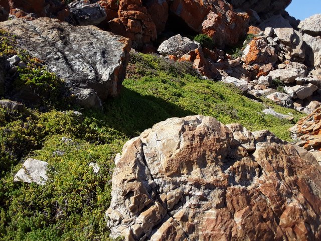 prolific ground cover down at the sea shore itself