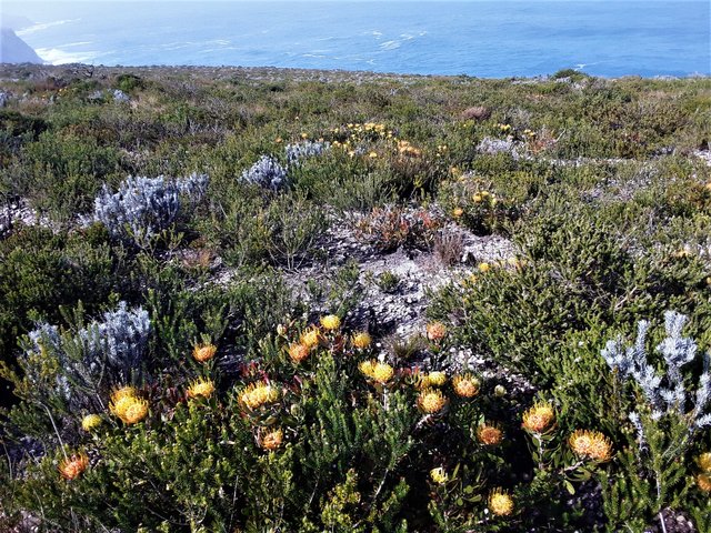 Indigenous flora not found anywhere else on the planet