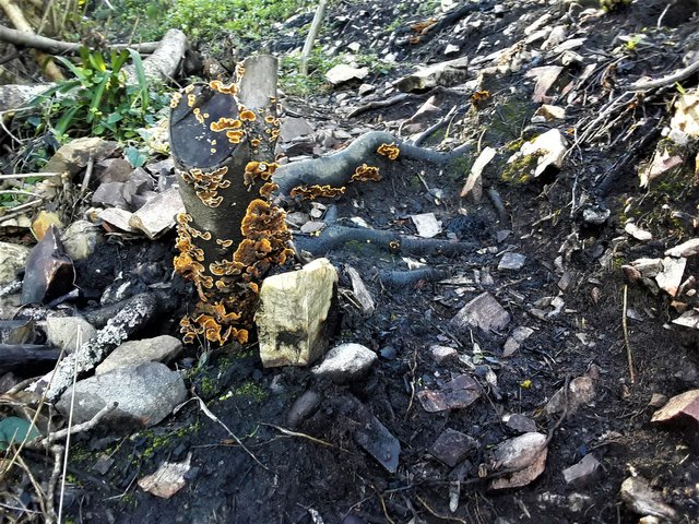 Some sort of fungi on this tree stump