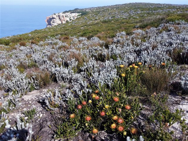 Waves of varying floral species splashed across the unassuming cliffs at the Indian Ocean shoreline