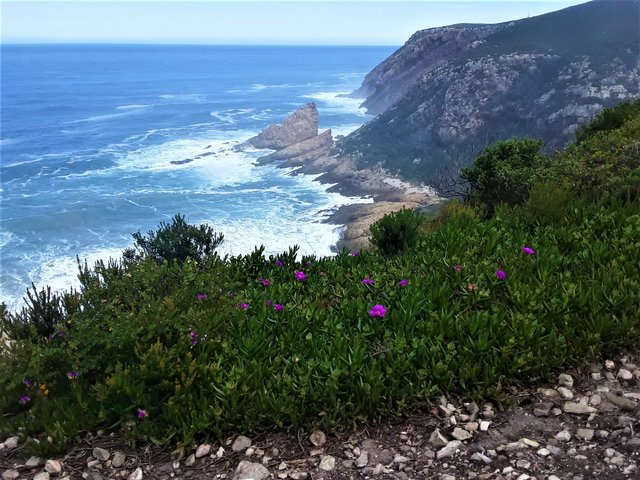 The indigenous fynbos adding color to the scenery
