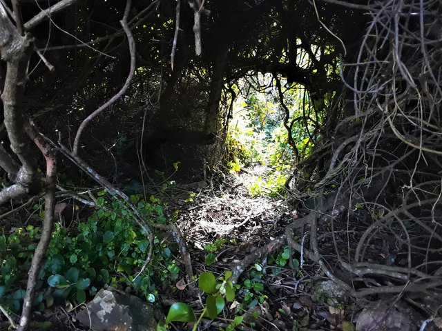 A hidden alcove in the vegetation on the sea shore, looking very inviting
