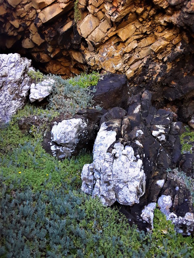 Curious color combinations of black and white add to the ochre pigmentation from lichen