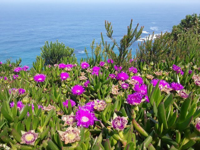 Indigenous fynbos flora create an ecstatic scene