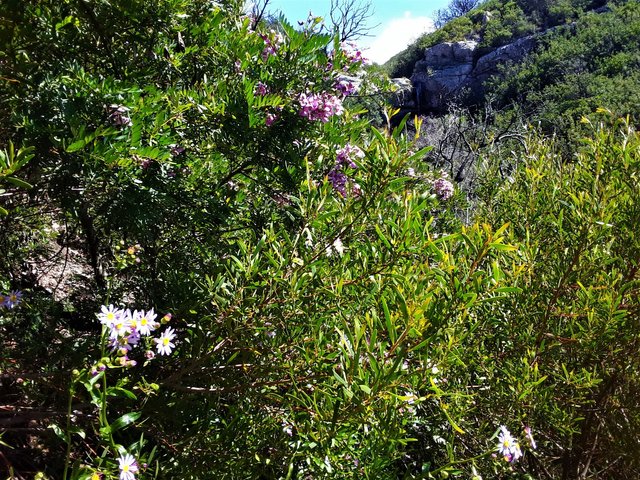 More blossoms on the cliff sides, with the local air strip just a few minutes away