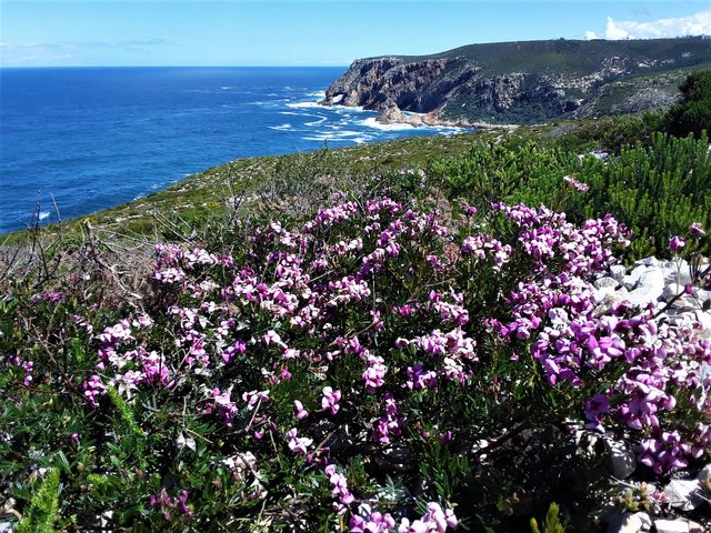 Summer blossoms brightening up the landscape at the Cape
