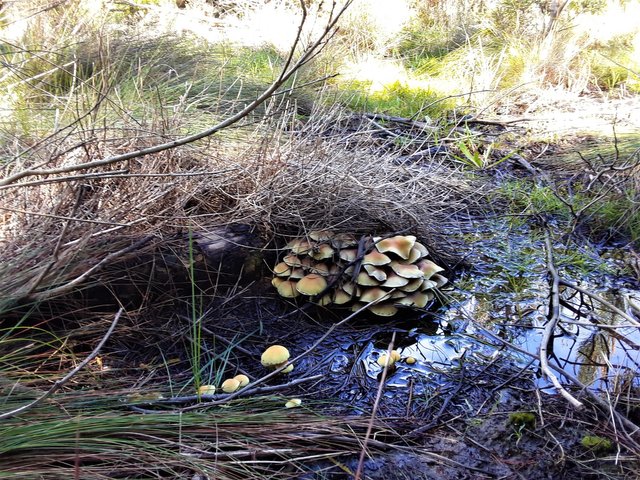 Spontaneous mushrooms in the pine forest on the hiking trail