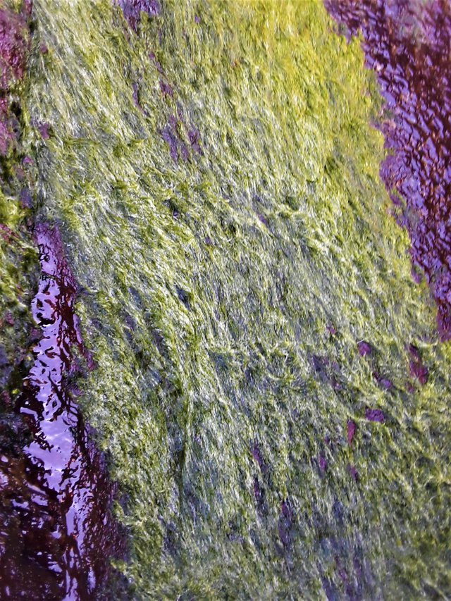 Close-up of the mossy wall animated by the trickling spring
