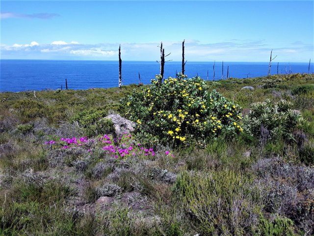 Summer blossoms light up the olive green terrain at the south coast of Africa as it meets the Indian ocean