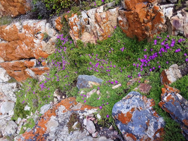 Flowers splashed across the rock face like an artist’s canvas