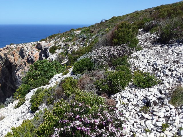 Summer flowers abound on the hiking trail