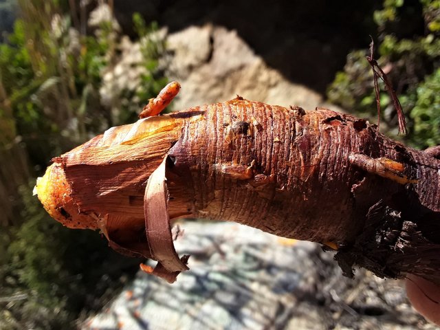 The much sought after root of the ”rooiwortel” plant.