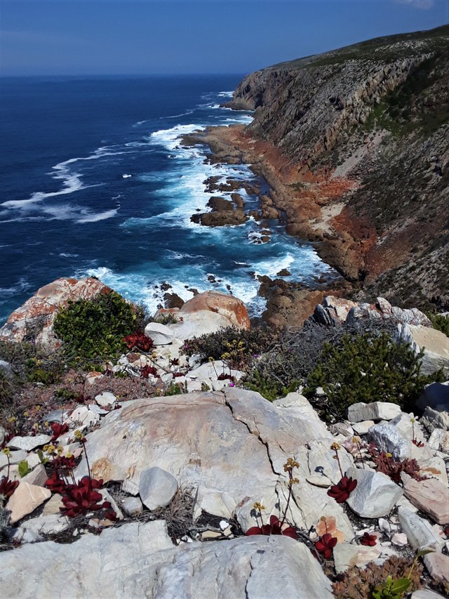 A view from the cliff top with fascinating red indigenous succulents in the foreground, facing west.