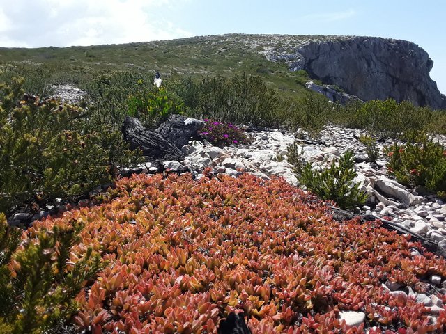 Some more of the curiously exotic indigenous succulents of this Fynbos floral kingdom on the cliff top, facing east.