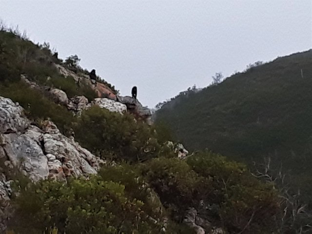 A rare opportunity to photograph the baboon troop for the record