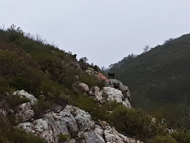 Glimpsing more of the baboon troop appearing in the distance, as curious as I am.