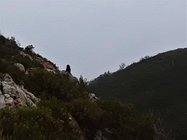 Zooming in to capture a glimpse of the alpha male leader on the baboon troop 