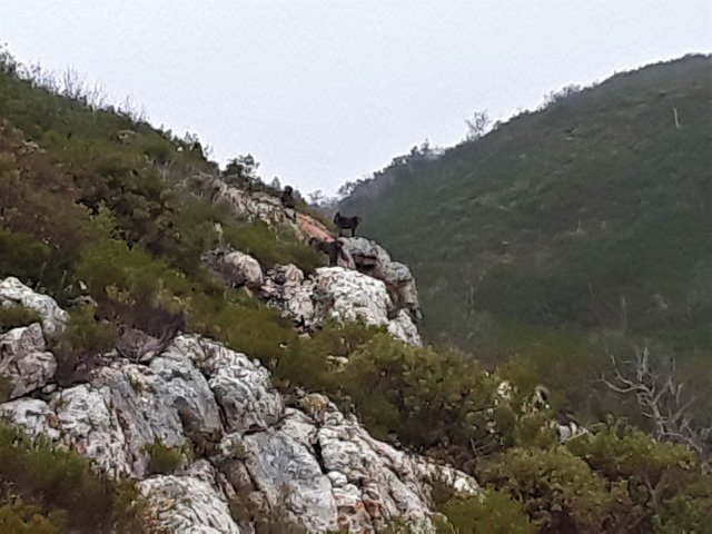 Several of the baboon troop watching me as I watch them.