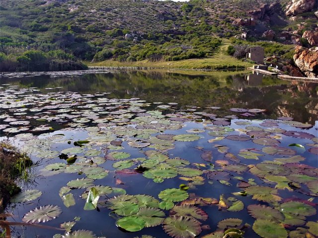 On this pond a frog might turn into a prince or princess