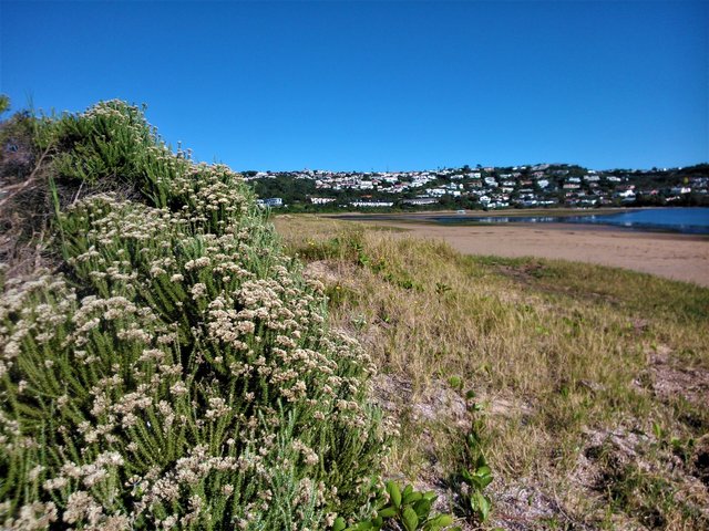 Indigenous Fynbos floral species on the dune between the sea and the lagoon